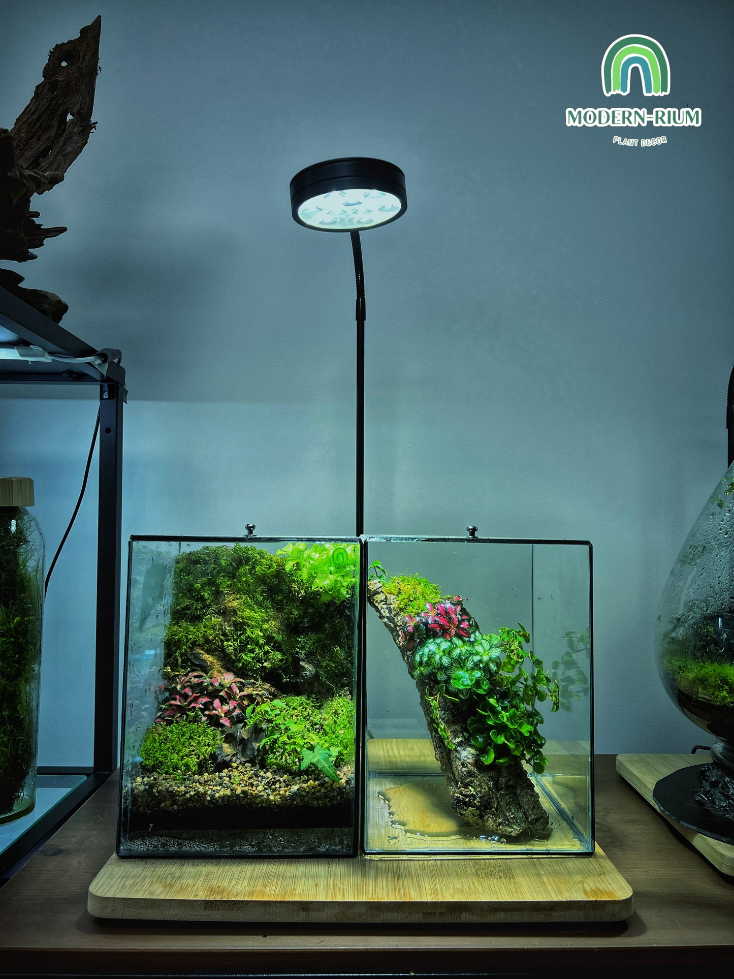 Heart of the Forest - EcoCourier Series - ready made terrarium Australia wide