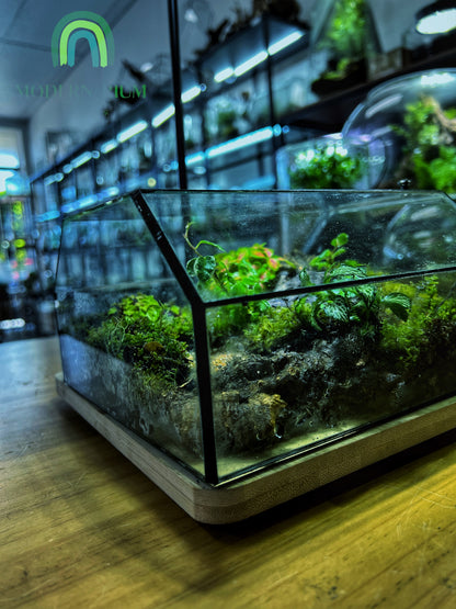 Mossfall Prism - EcoCourier Series - ready made terrarium Australia wide