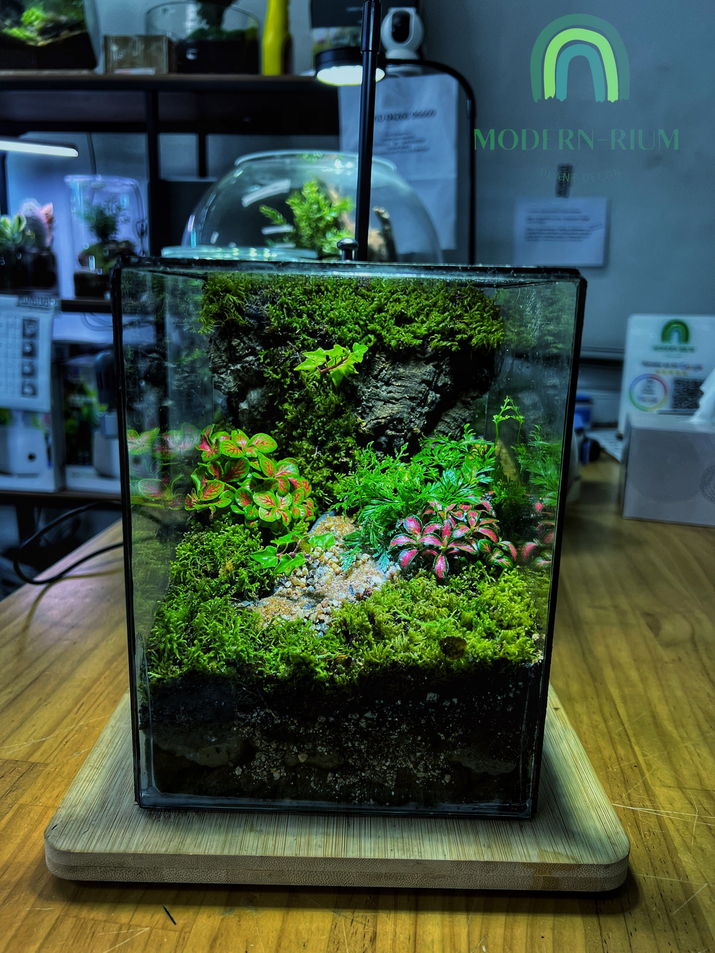 Verdant Cube - EcoCourier Series - ready made terrarium Australia wide