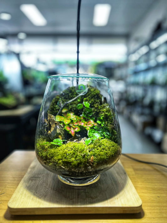 Whispering Glen - EcoCourier Series - ready made terrarium Australia wide