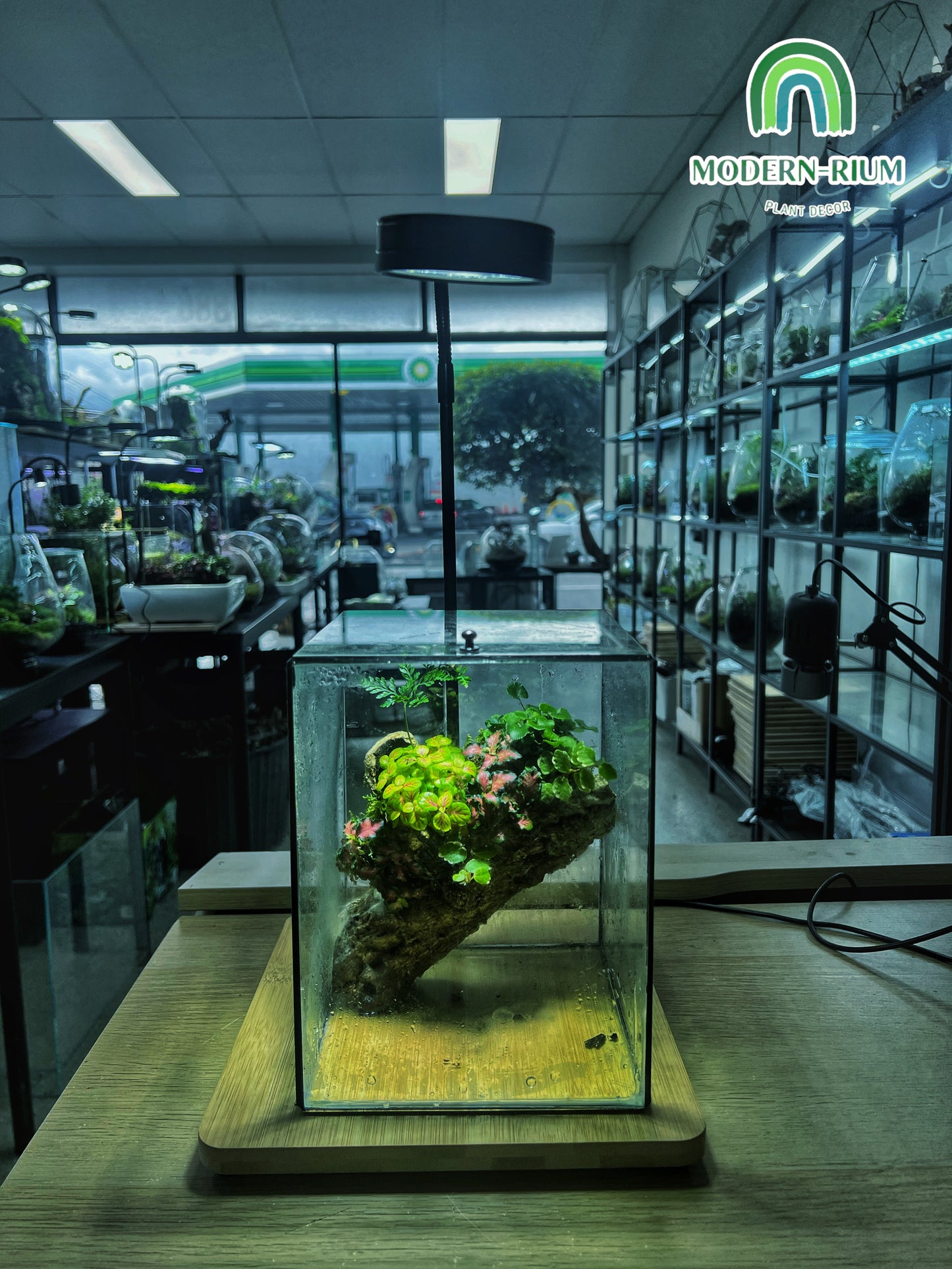 Heart of the Forest - EcoCourier Series - ready made terrarium Australia wide