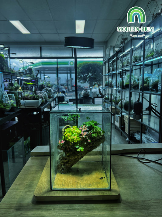 Heart of the Forest - EcoCourier Series - ready made terrarium Australia wide