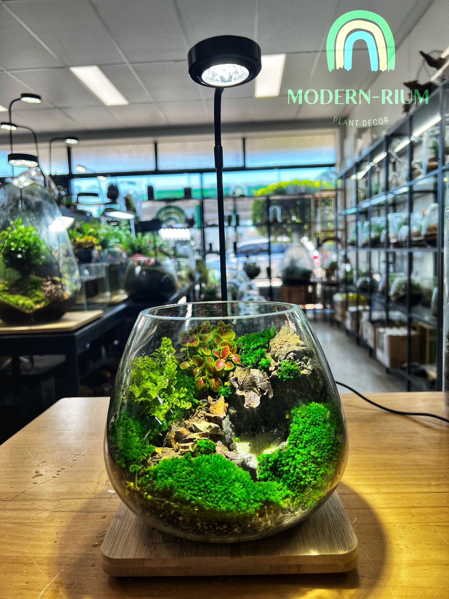 Quiet Sinkhole - EcoCourier Series - ready made terrarium Australia wide