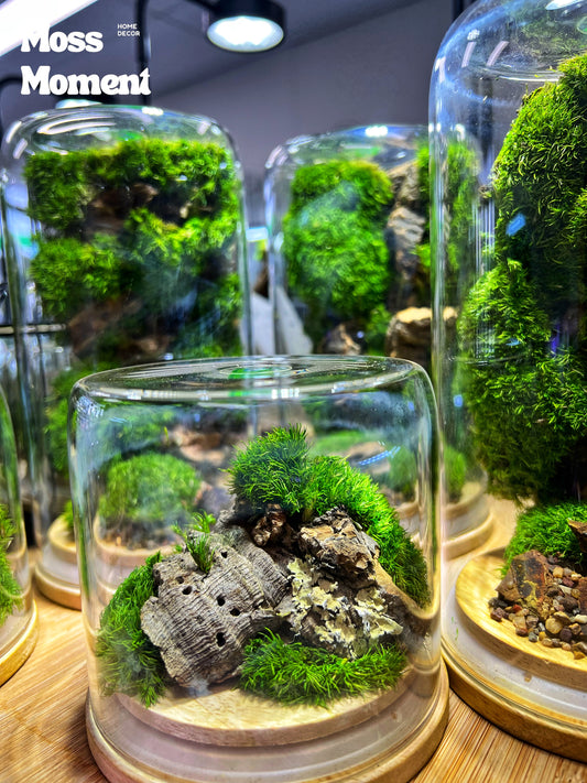 Mossarium up-side-down  zero maintenance terrarium