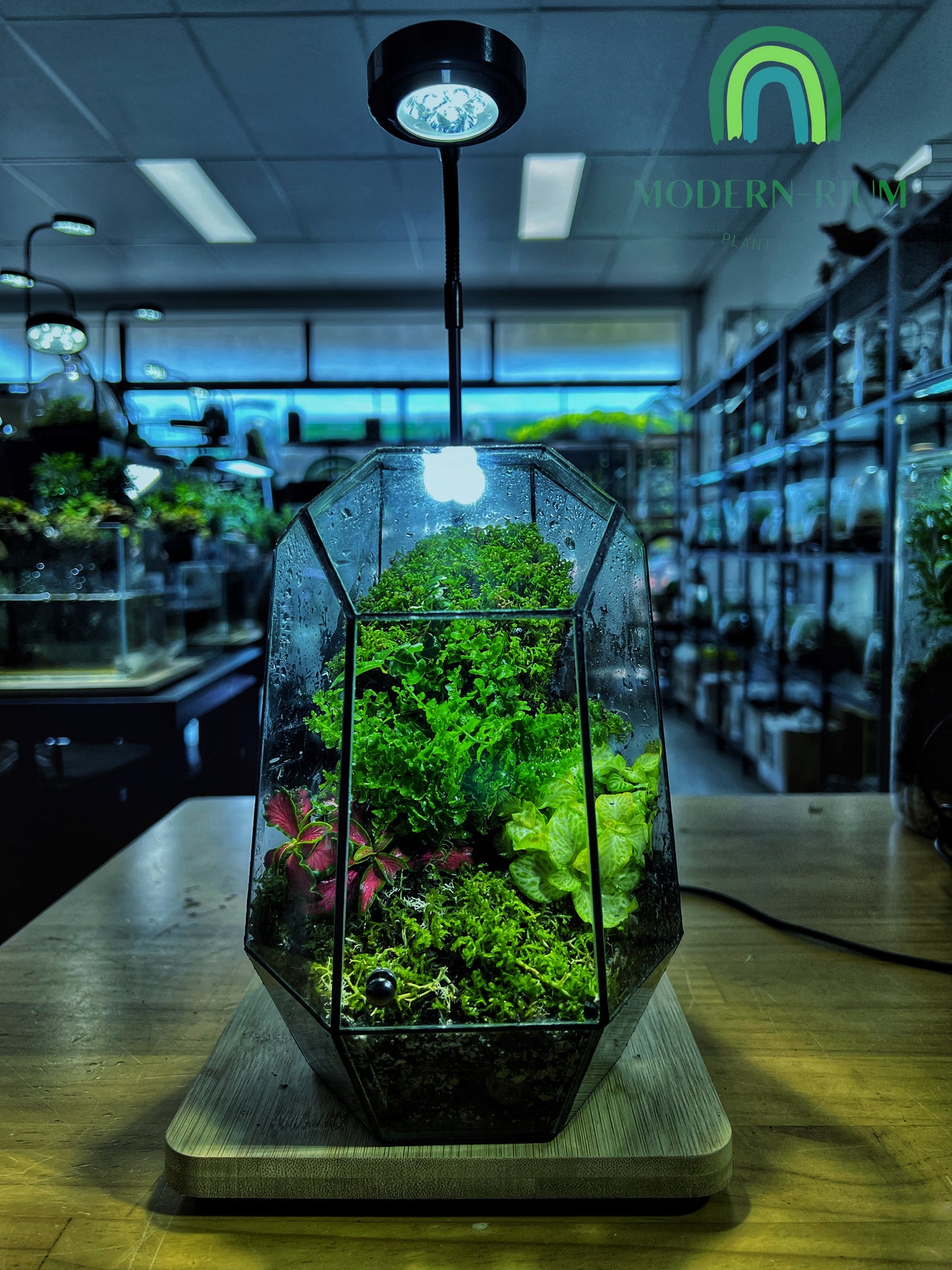 Emerald Vault - EcoCourier Series - ready made terrarium Australia wide