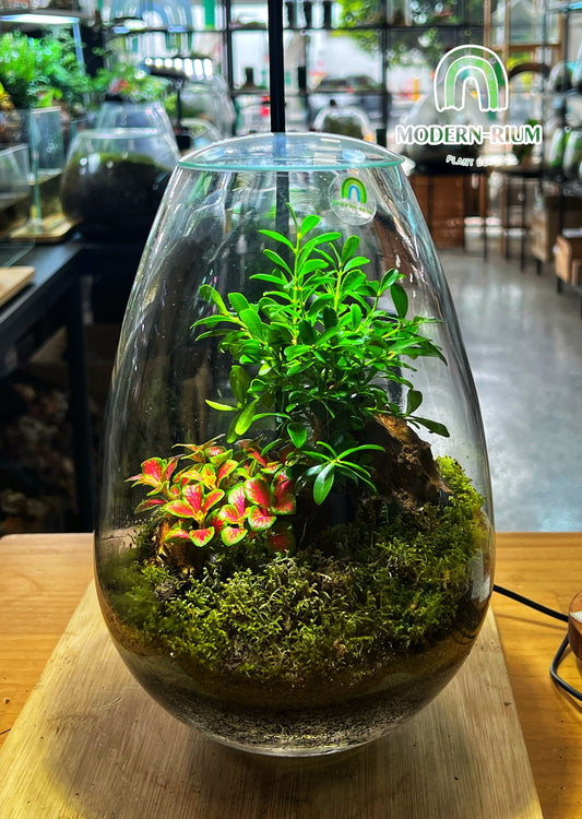 Emerald Haven - EcoCourier Series - ready made terrarium Australia wide