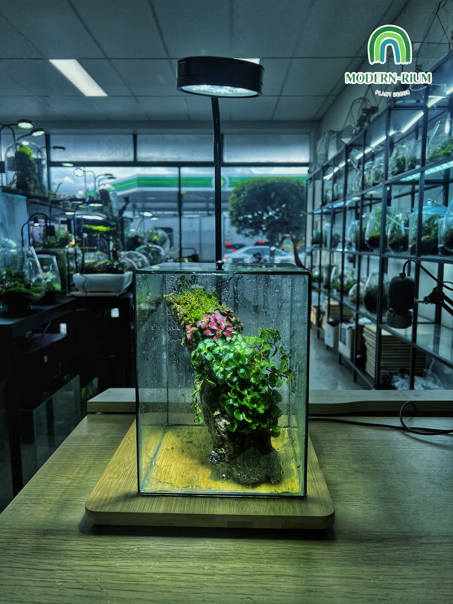 Heart of the Forest - EcoCourier Series - ready made terrarium Australia wide