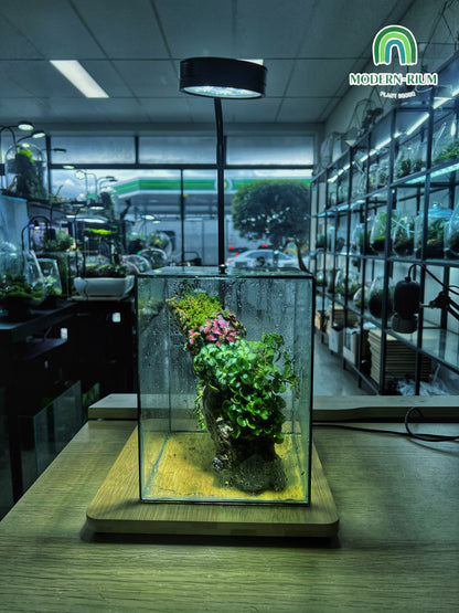 Heart of the Forest - EcoCourier Series - ready made terrarium Australia wide