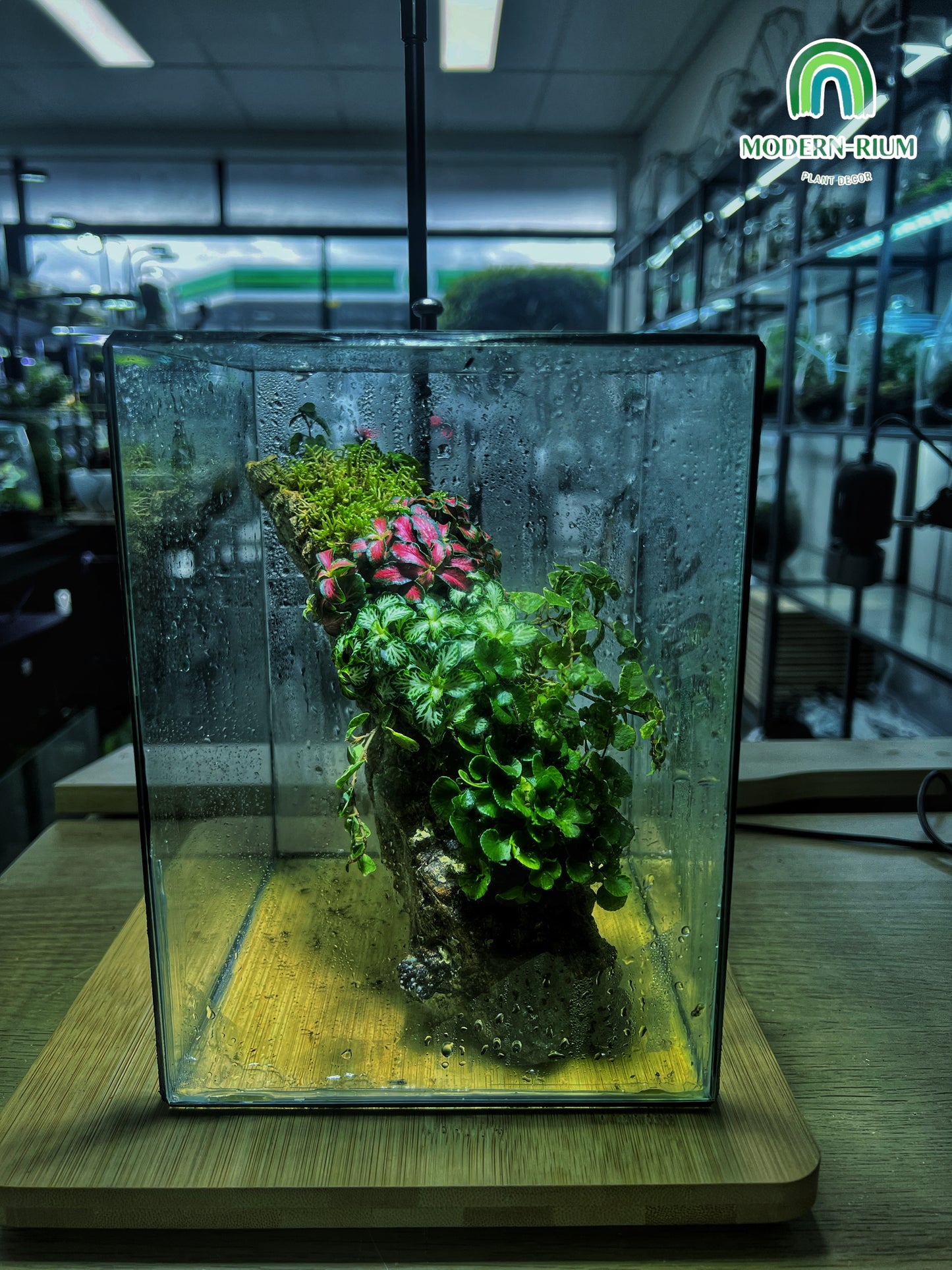 Heart of the Forest - EcoCourier Series - ready made terrarium Australia wide