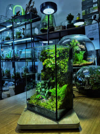 Emerald Grove - EcoCourier Series - ready made terrarium Australia wide