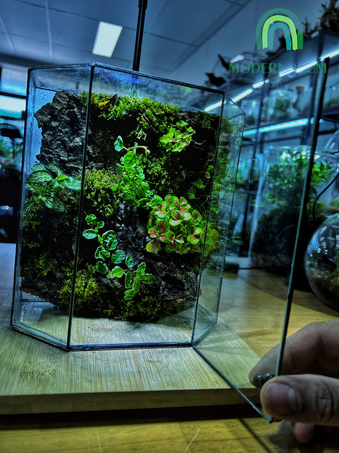 Mossfall Prism - EcoCourier Series - ready made terrarium Australia wide