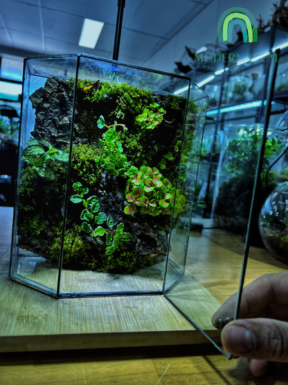 Mossfall Prism - EcoCourier Series - ready made terrarium Australia wide