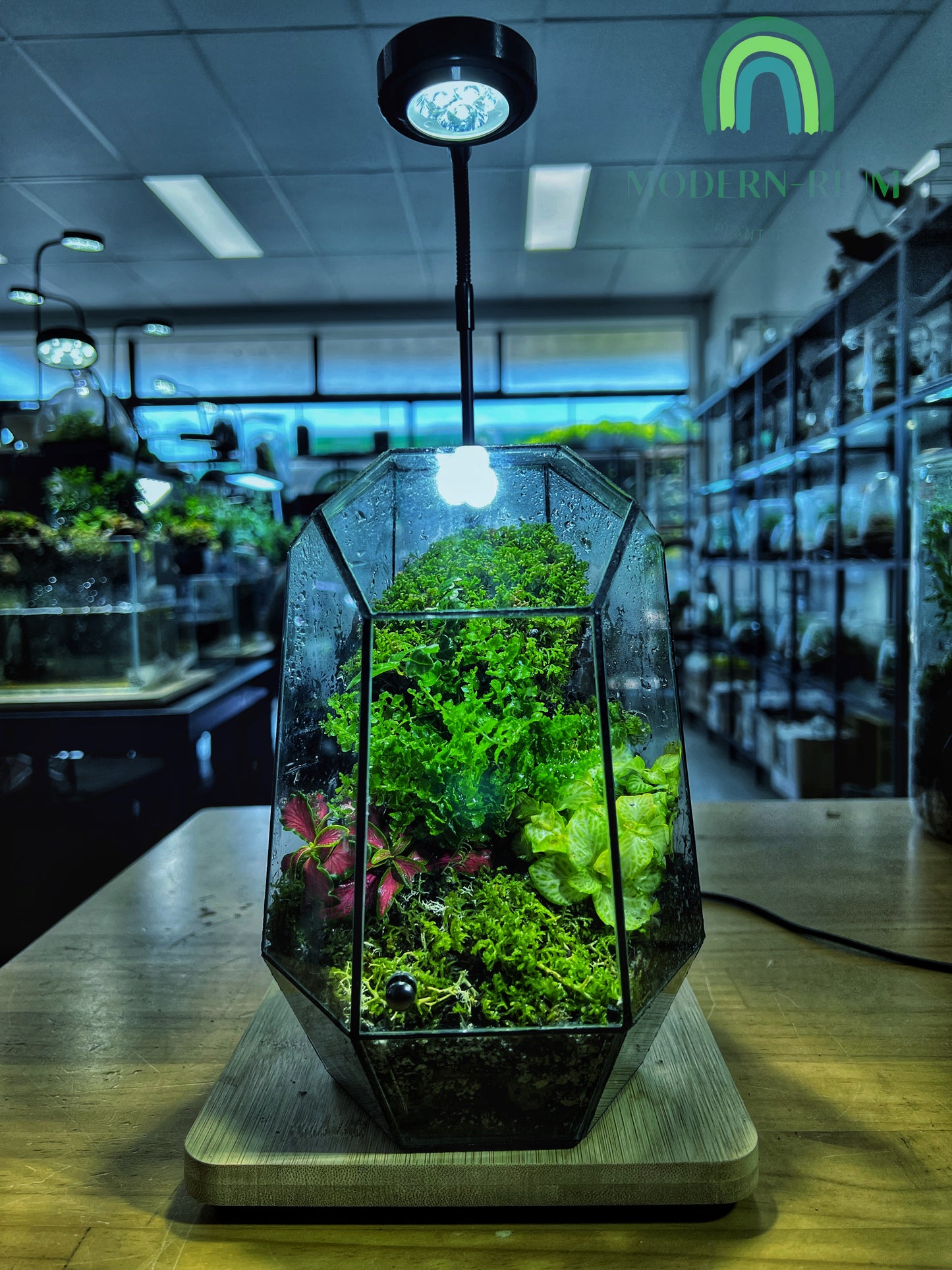 Emerald Vault - EcoCourier Series - ready made terrarium Australia wide