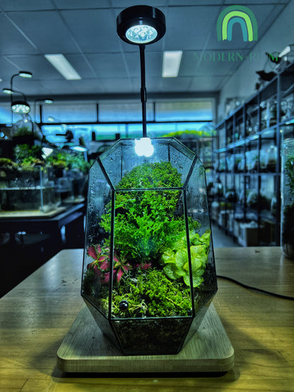 Emerald Vault - EcoCourier Series - ready made terrarium Australia wide