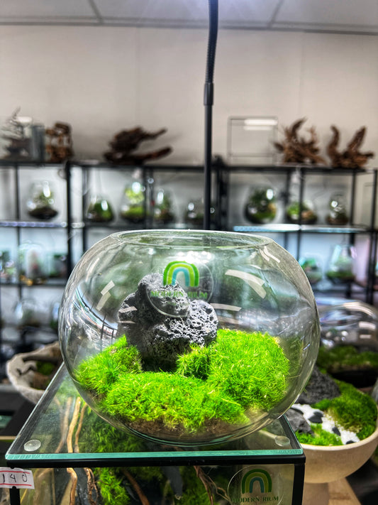 Tiny mossarium - Zero maintenance terrarium