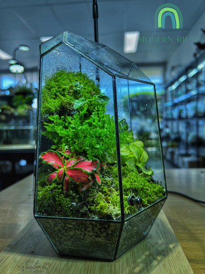 Emerald Vault - EcoCourier Series - ready made terrarium Australia wide
