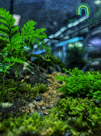 Forest Ridge Cube - EcoCourier Series - ready made terrarium Australia wide