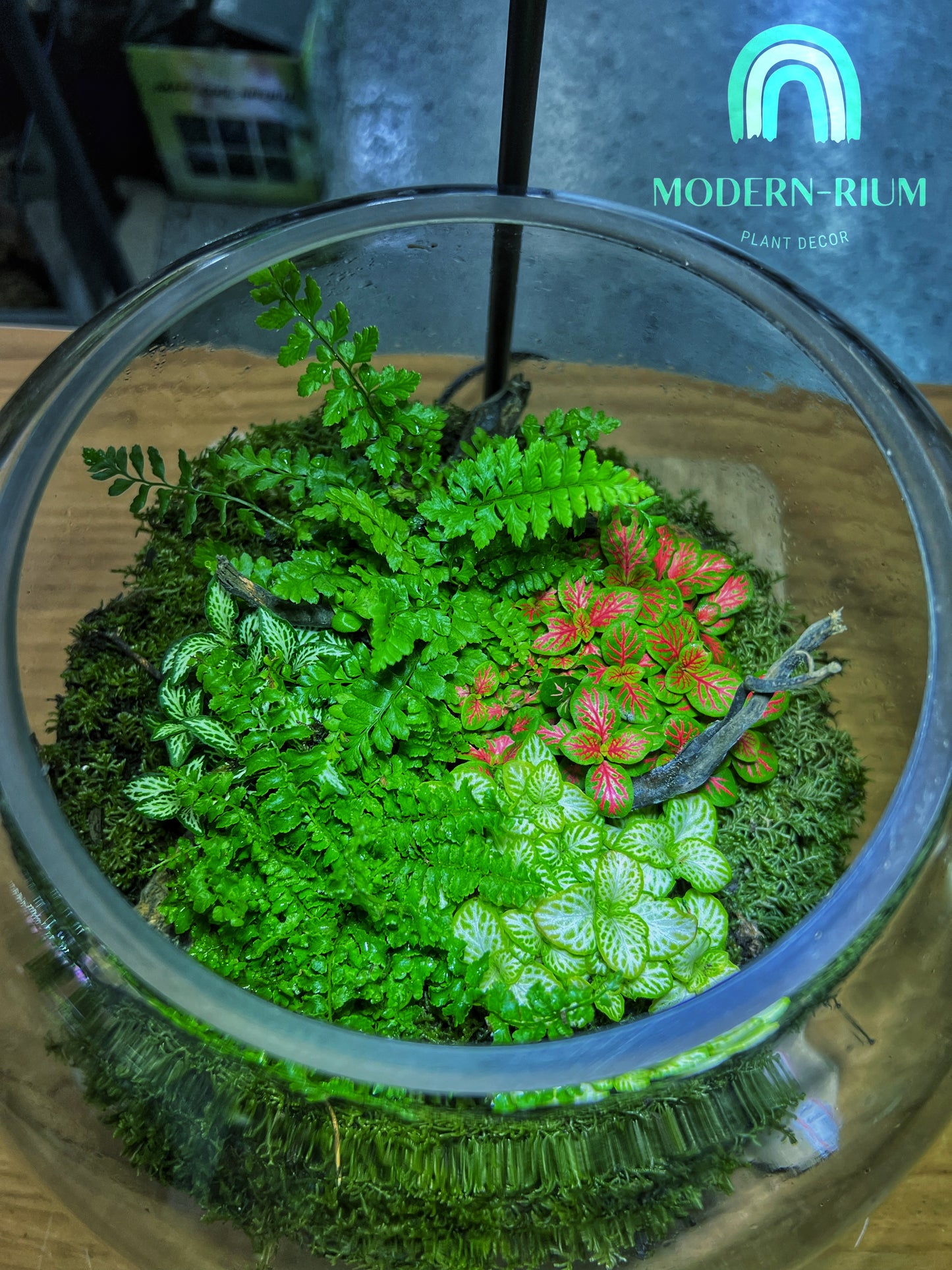 Moss Oasis - EcoCourier Series - ready made terrarium Australia wide