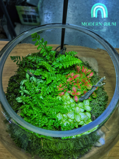 Moss Oasis - EcoCourier Series - ready made terrarium Australia wide