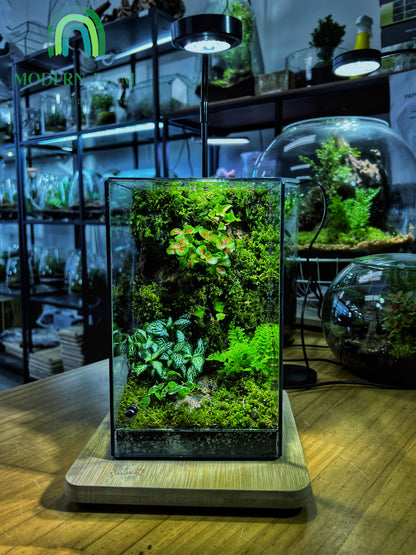 Emerald Grove - EcoCourier Series - ready made terrarium Australia wide