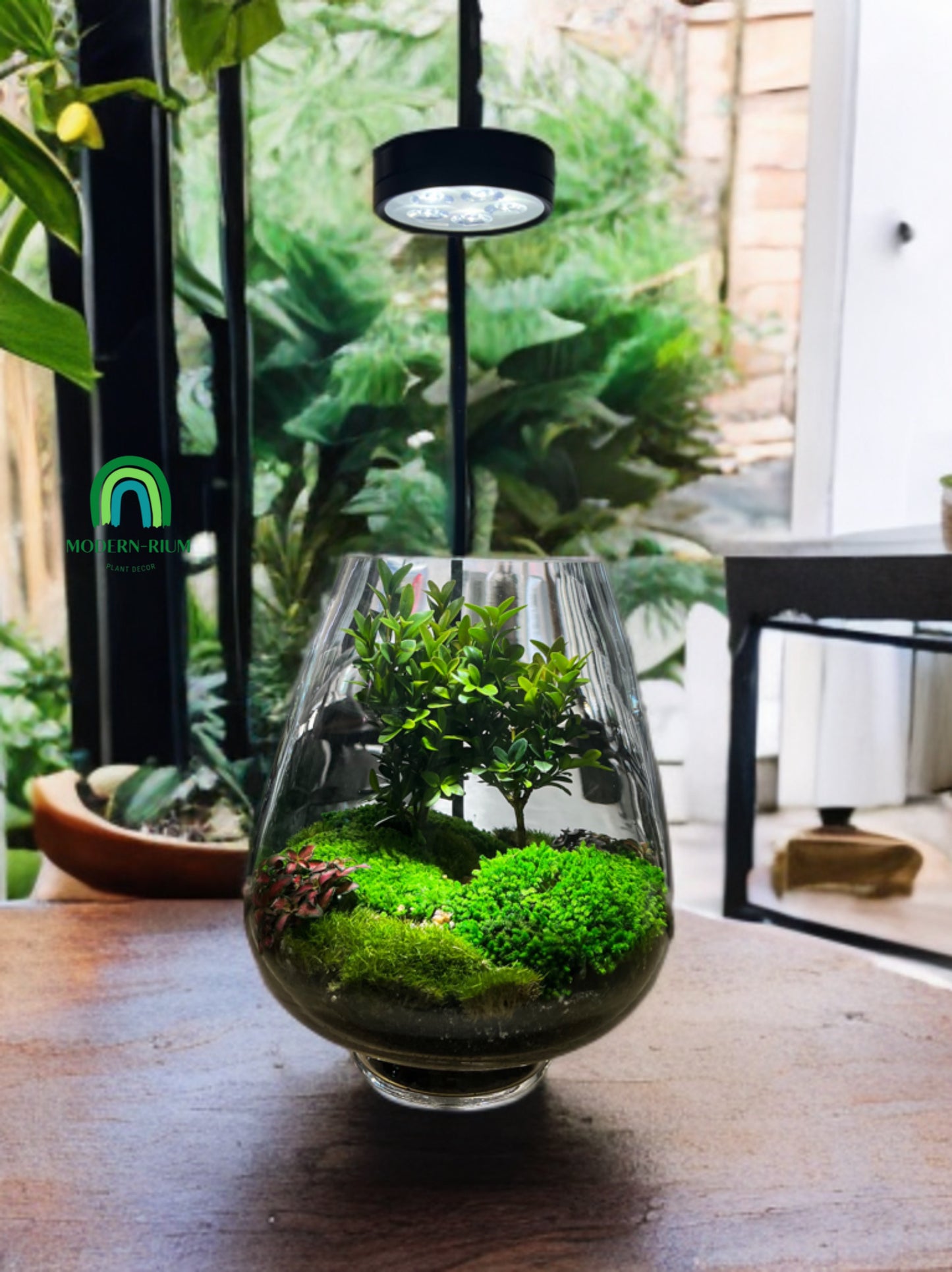 Verdancia - EcoCourier Series - ready made terrarium Australia wide