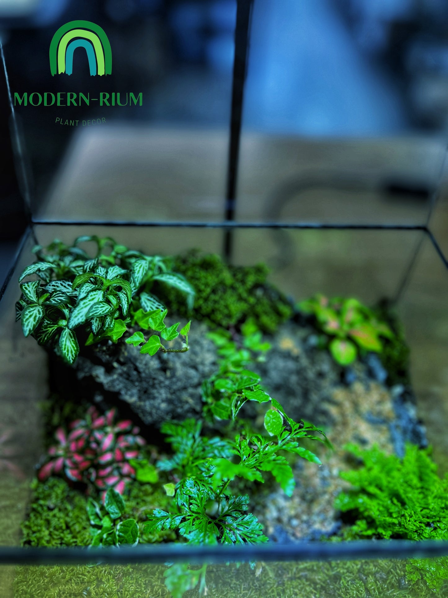 Forest Ridge Cube - EcoCourier Series - ready made terrarium Australia wide