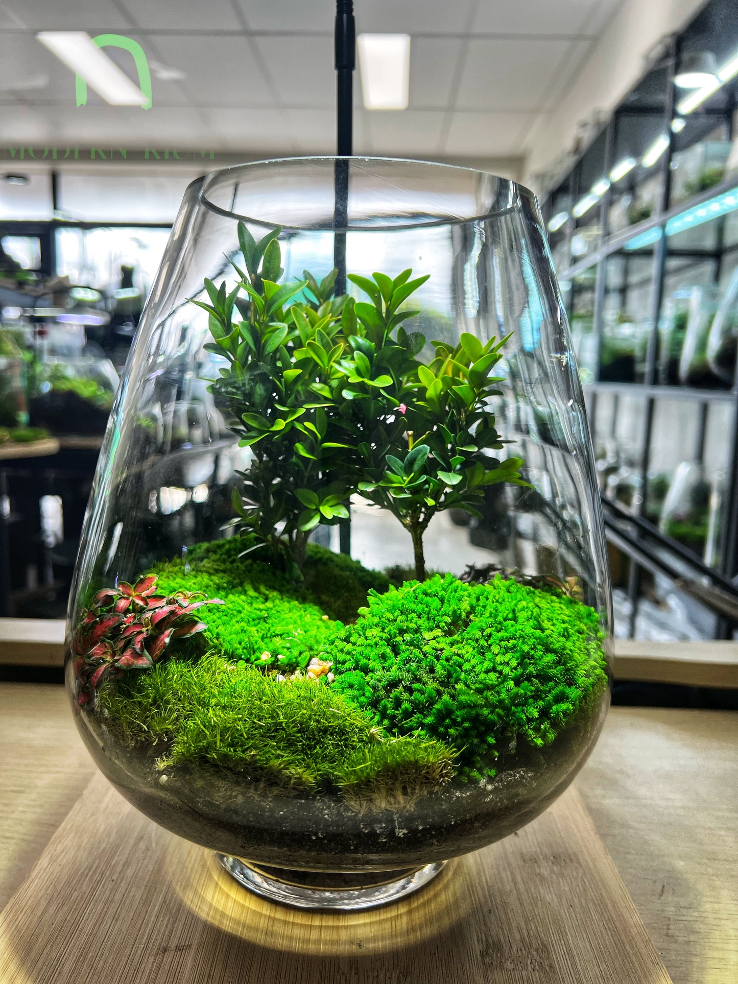 Verdancia - EcoCourier Series - ready made terrarium Australia wide
