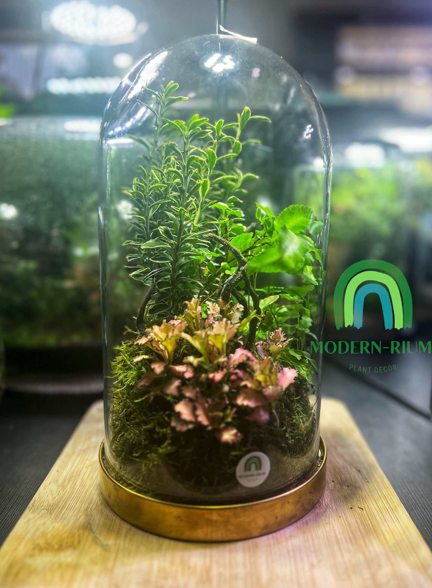 Domed terrarium