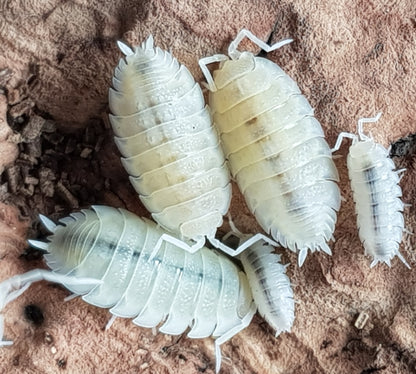 Isopod Porcellio Scaber (White) - Rare morph