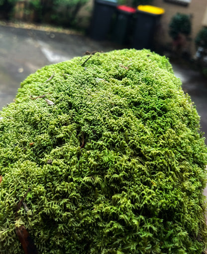 Carpet Moss (Mini Sphanum Sp.) - Terrestrial Moss