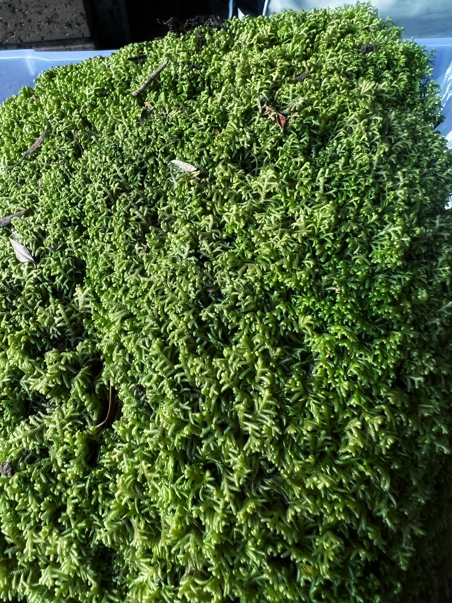 Carpet Moss (Mini Sphanum Sp.) - Terrestrial Moss