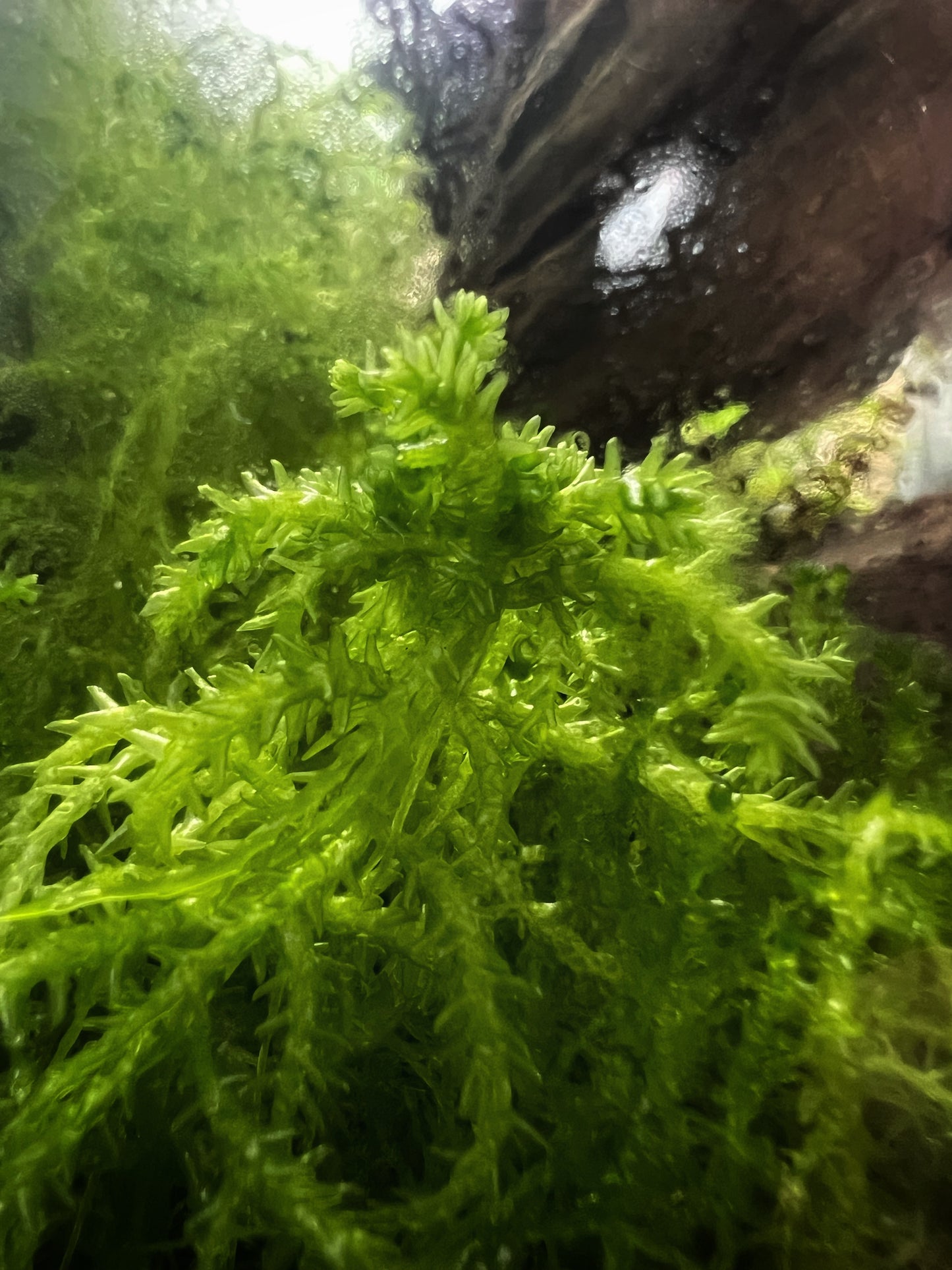 Sphagnum Moss (Sphanum Sp.) - Terrestrial moss