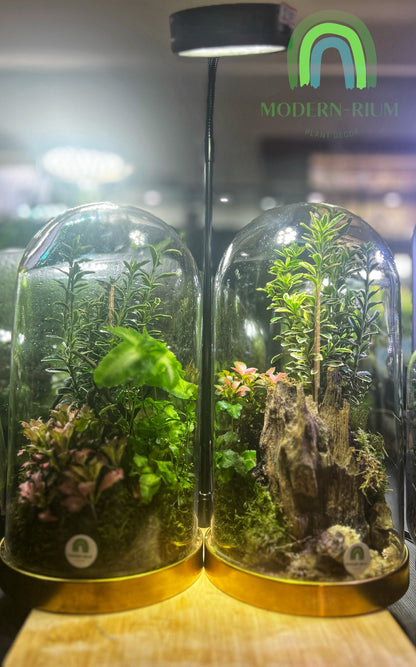 Domed terrarium