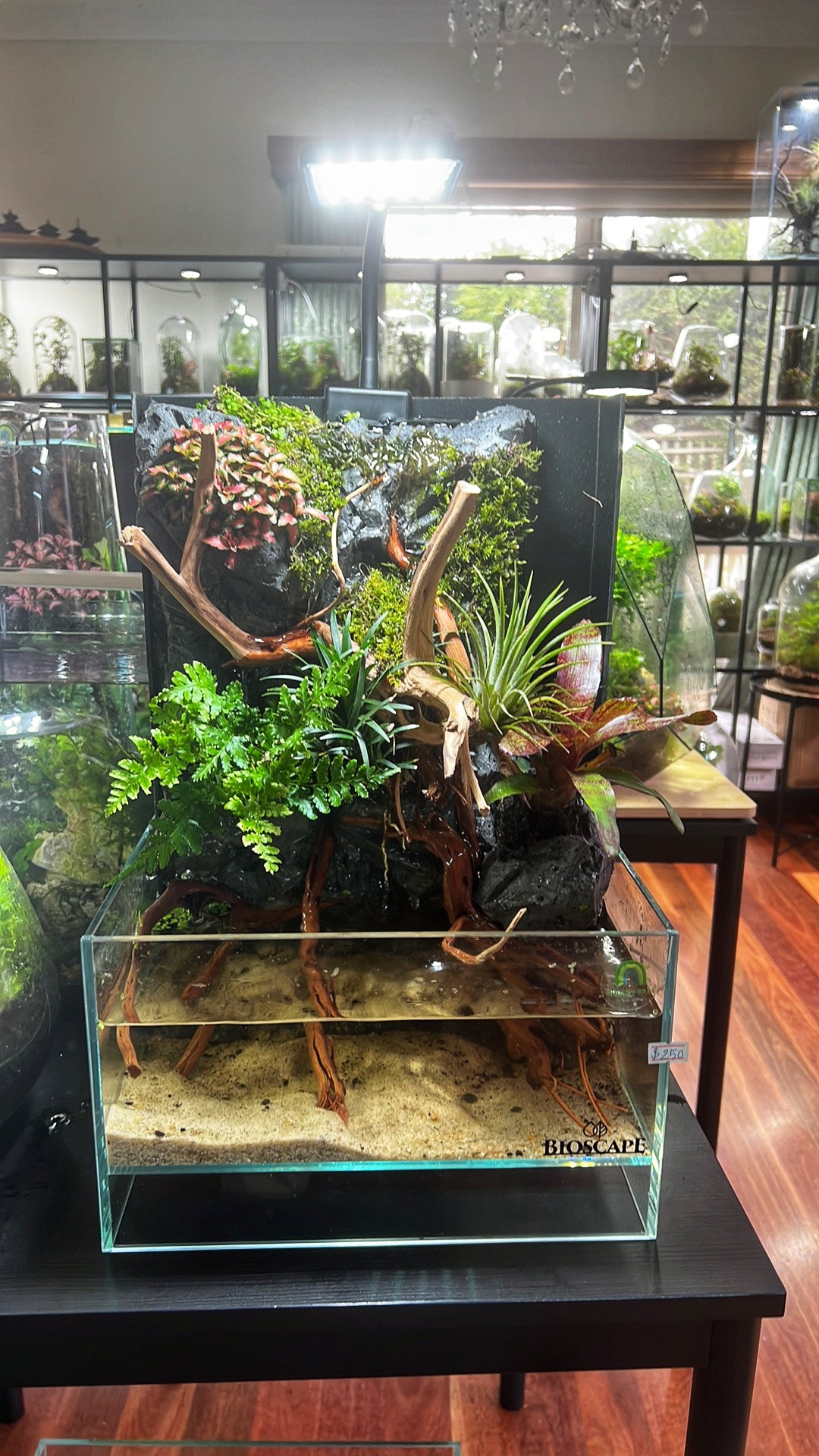 Paludarium waterfall tank Black Cliff