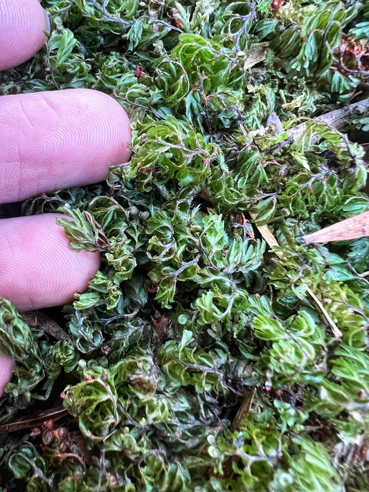 Filmy fern:  Abrodictyum caudatum