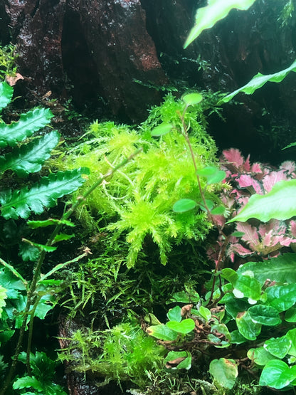 Sphagnum Moss (Sphanum Sp.) - Terrestrial moss