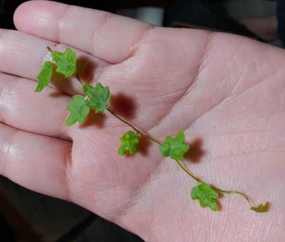 Ficus Thunbergii Miniature Oakleaf Fig