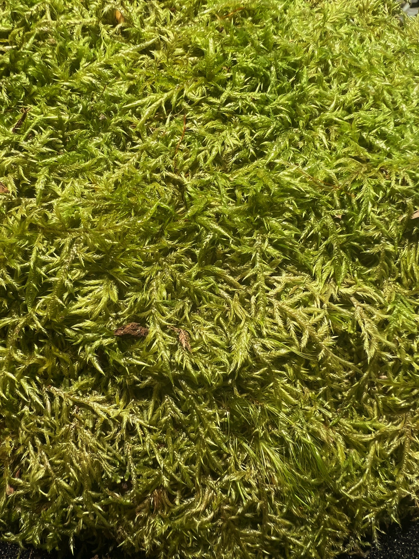 Feather Moss (Wijkia extenuata) - Terrestrial Moss