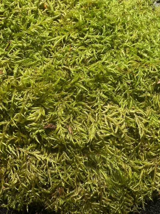 Feather Moss (Wijkia extenuata) - Terrestrial Moss