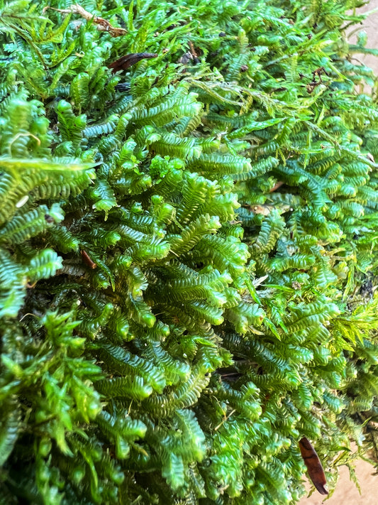 Bazzania Leafy Liverwort