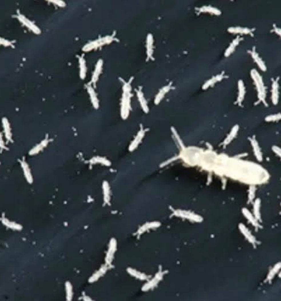 Springtail - CleanSpringtail - Clean up crew - mold and fungus cleaner ...