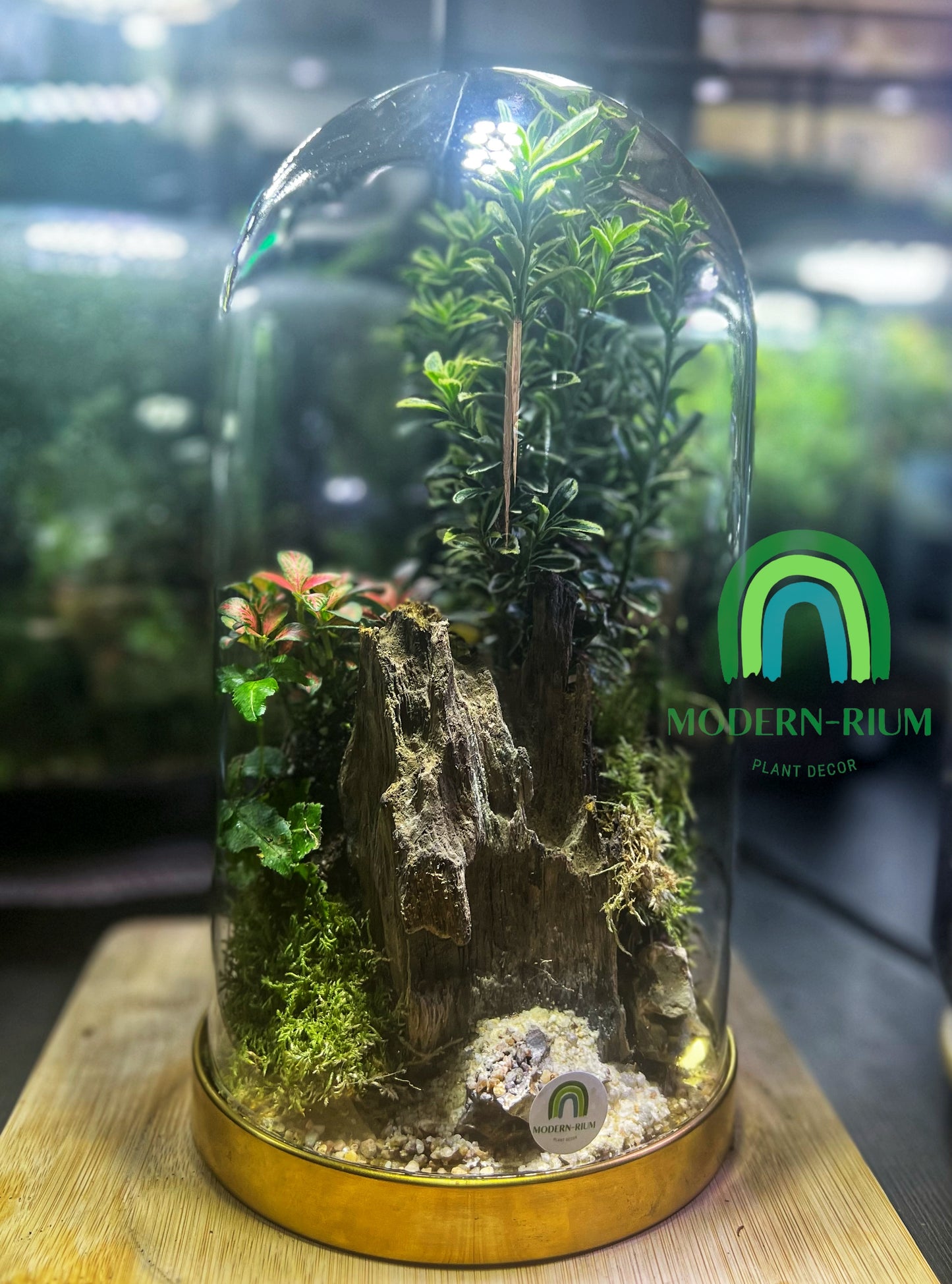 Domed terrarium