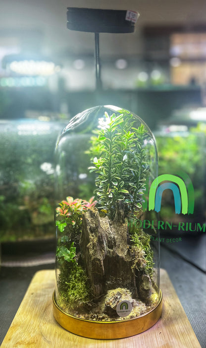 Domed terrarium