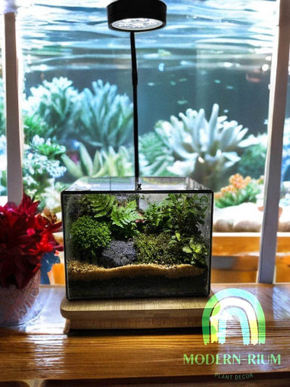 DIY Terrarium Kit 20x15x15cm