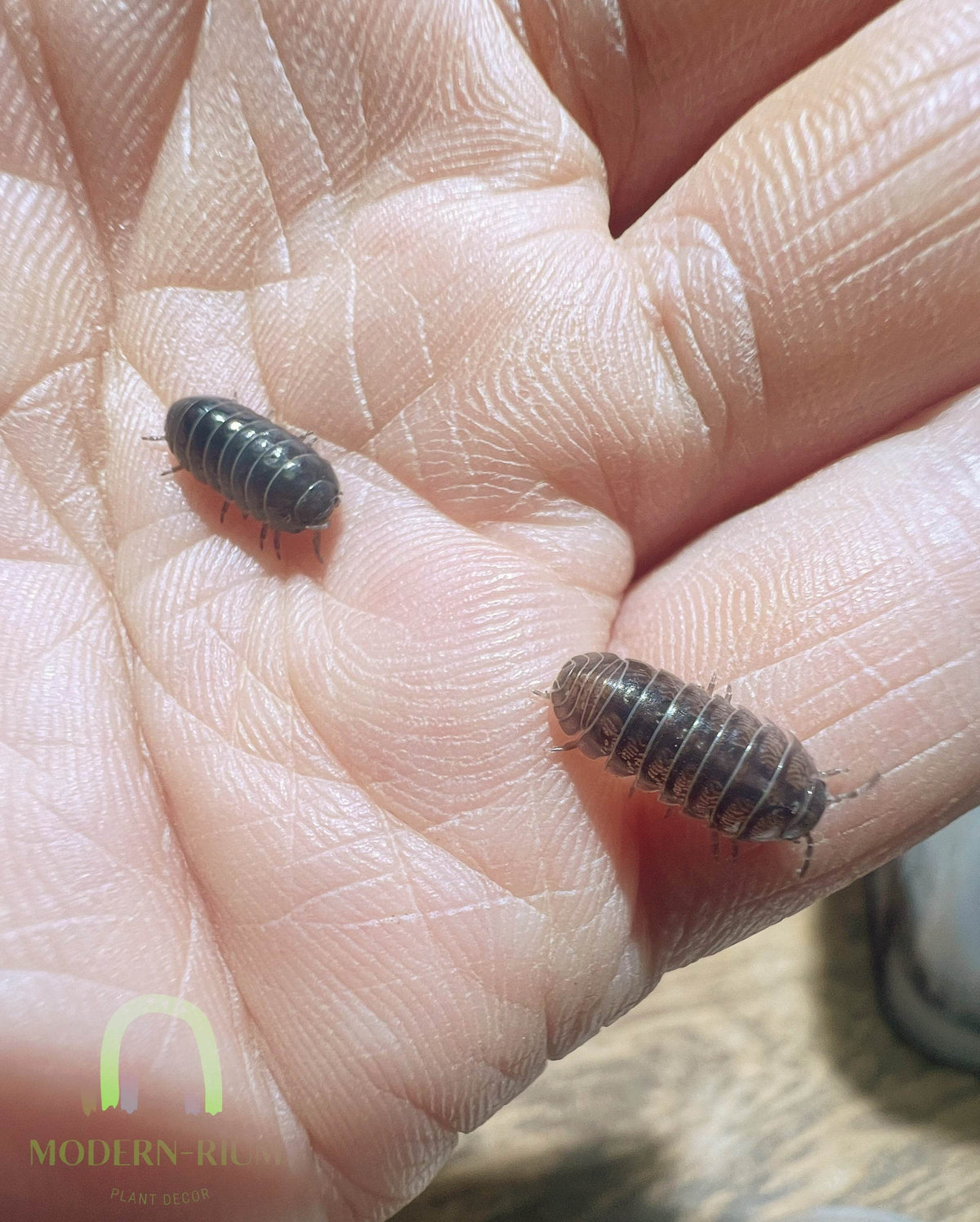 Cleaner Crew Insects Isopod Clean up Crew for Terrarium/ Vivarium/ Bio Active – modernrium