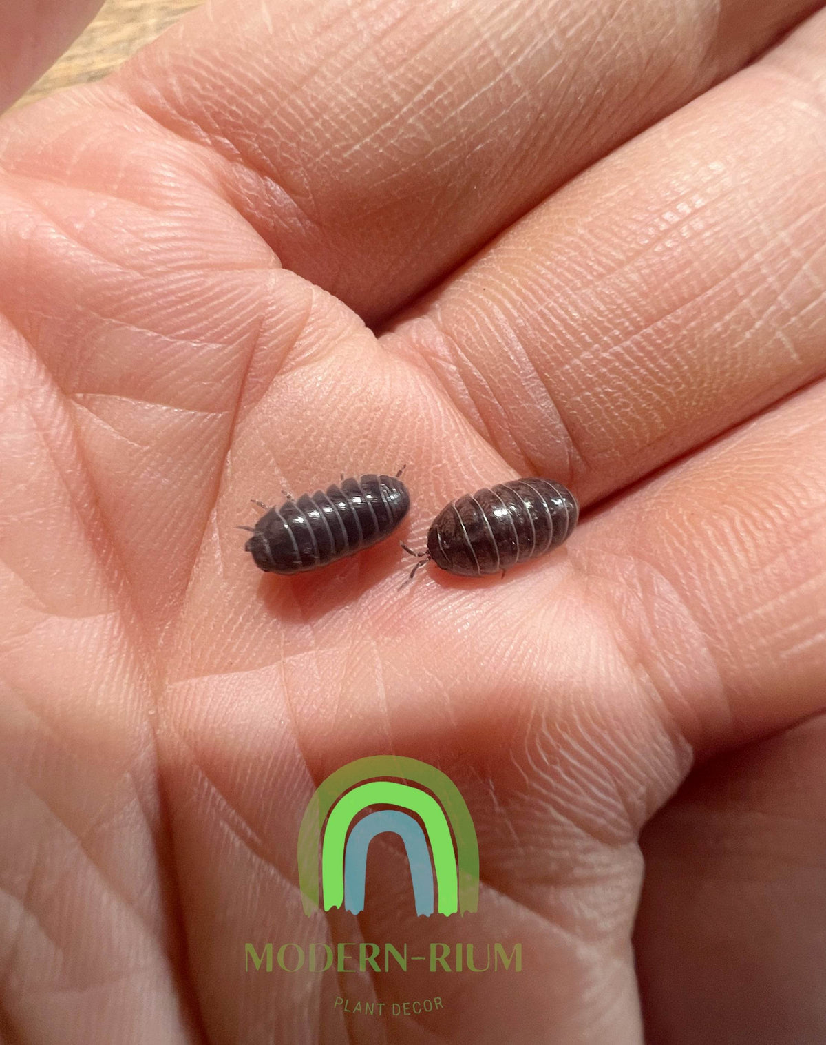 Cleaner Crew Insects Isopod Clean up Crew for Terrarium/ Vivarium/ Bio Active – modernrium