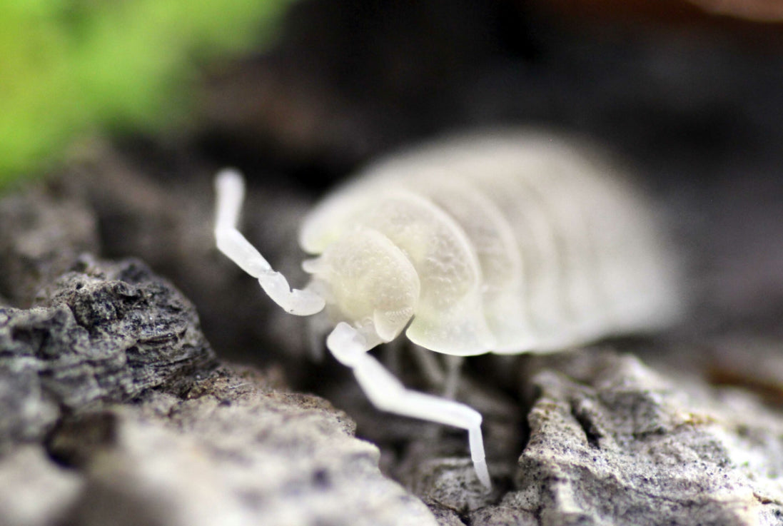 Isopod Porcellio Scaber (White) - Rare morph