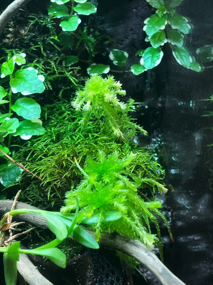 Sphagnum Moss (Sphanum Sp.) - Terrestrial moss