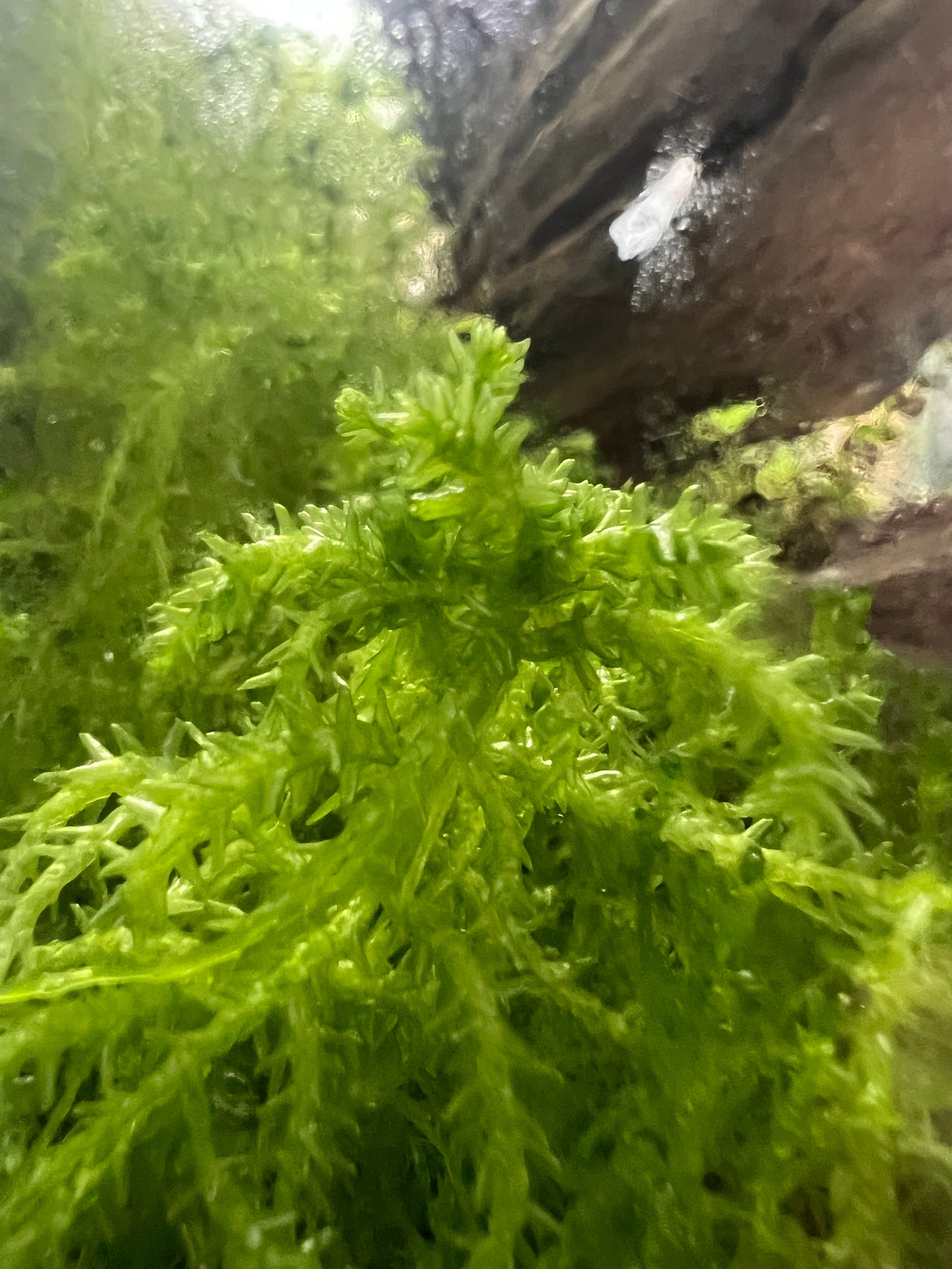 Sphagnum Moss (Sphanum Sp.) - Terrestrial moss