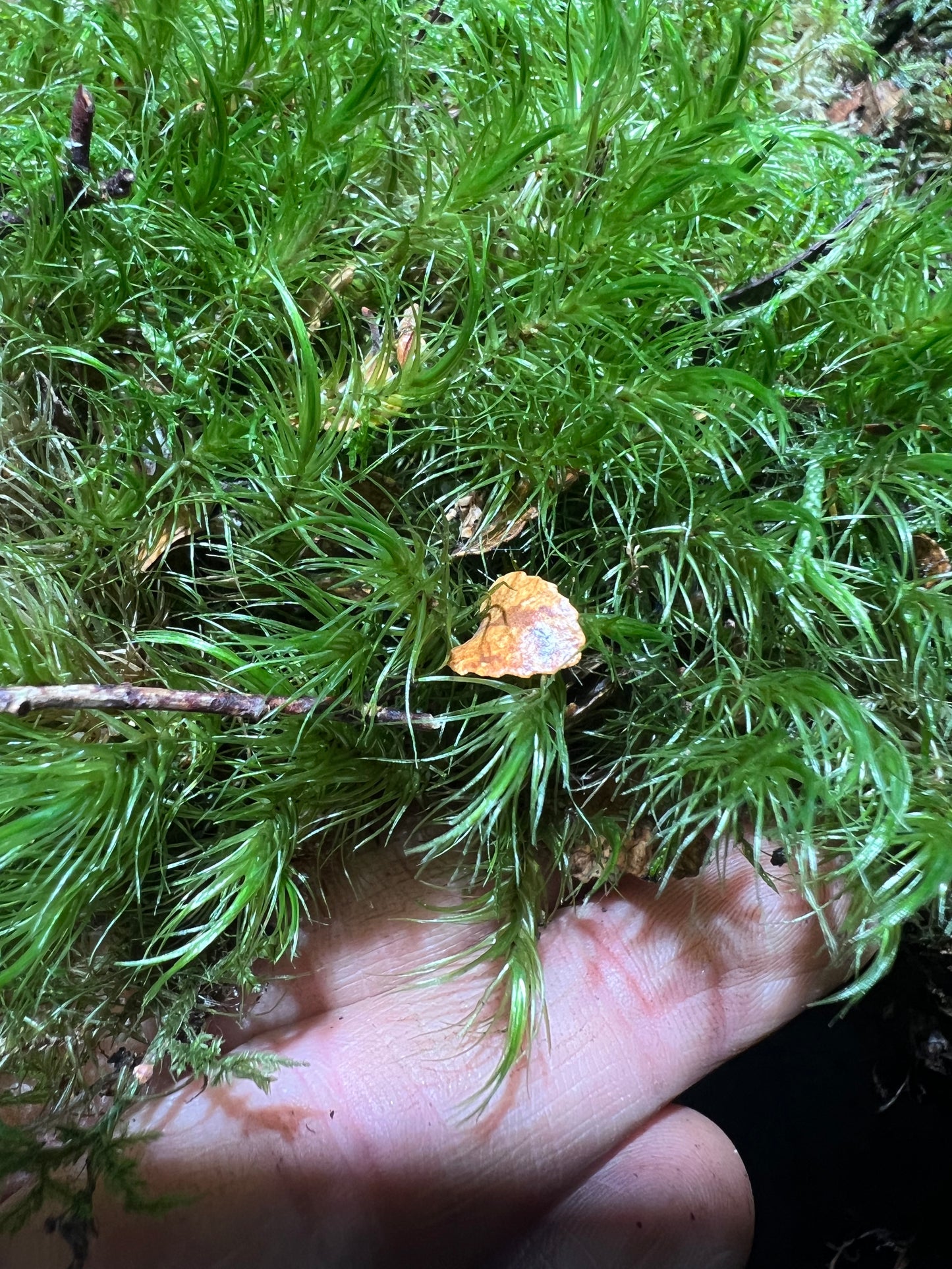 Fork Moss Dicranum sp.